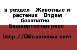  в раздел : Животные и растения » Отдам бесплатно . Башкортостан респ.